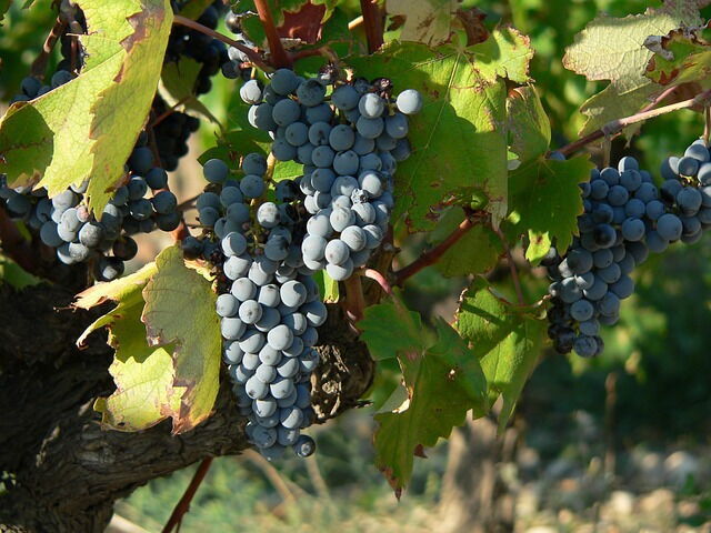 ripening red grapes