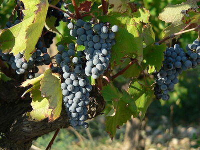 ripening red grapes