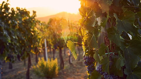 Vines in Tuscany