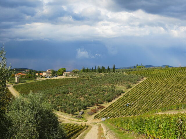Vineyards in Tuscany