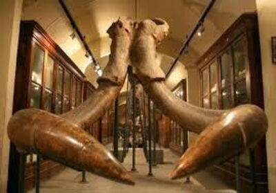 museum in montevarchi