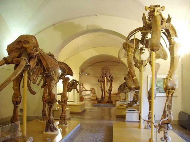 Museum of Natural History, Florence