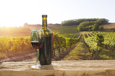 A vineyard in Chuianti