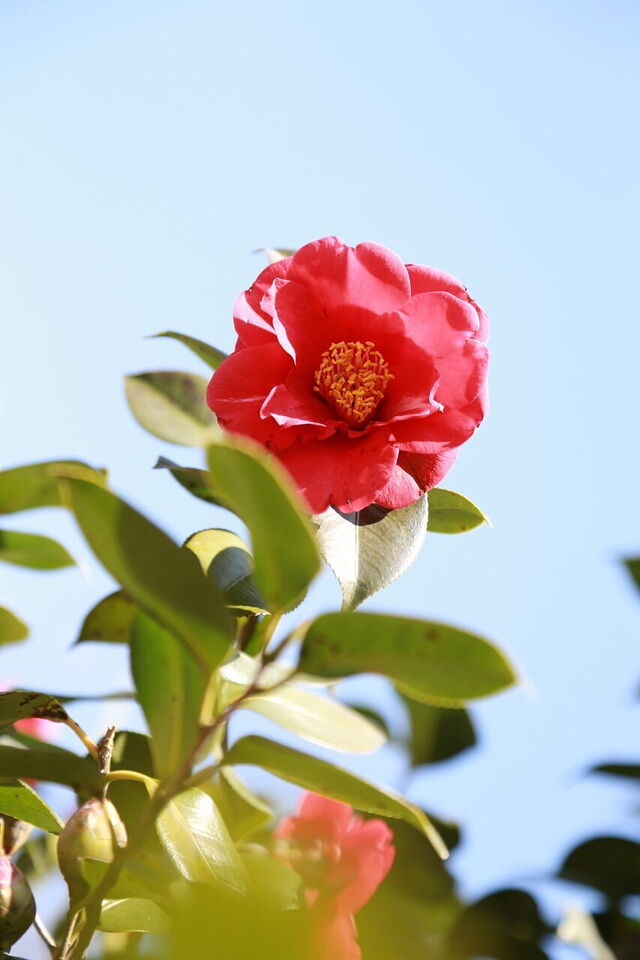 Camellia