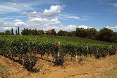 Vineyard at Montalcino