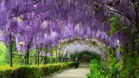 Wisteria in the Bardini Gardens