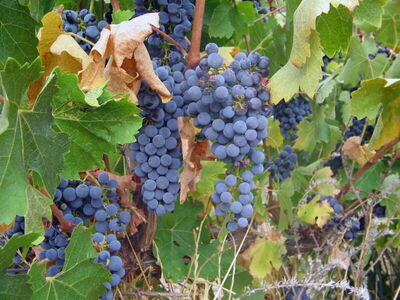 closeup of grapes