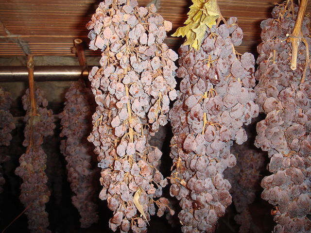 Drying grapes for vin santo