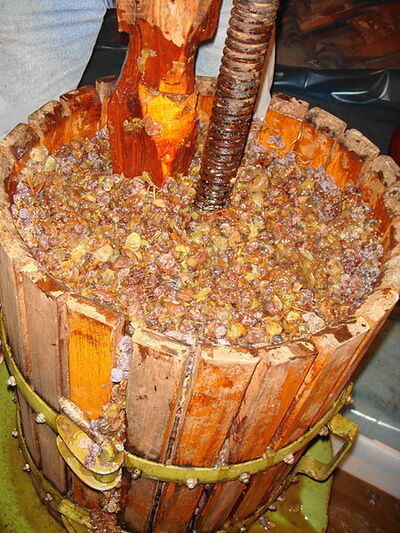Dried grapes being crushed