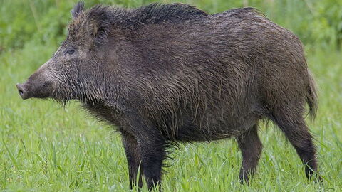 european wild boar
