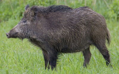european wild boar