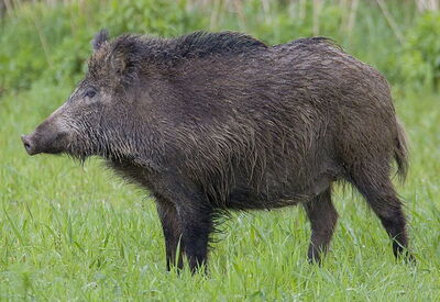 european wild boar