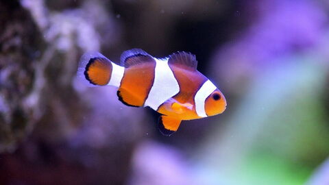 Clownfish