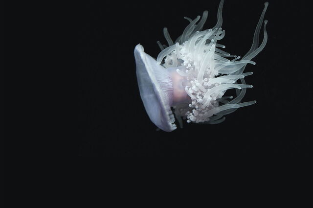 Jelly fish
