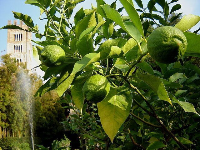 Lemons in the garden of Palazzo Pfanner