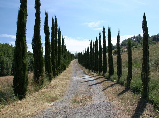 Country road in Tuscany