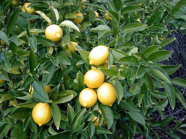 closeup of ripening lemon tree