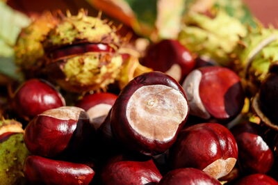 Chestnuts