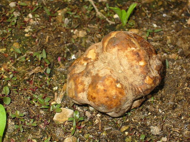 The rare white truffle growing on the ground