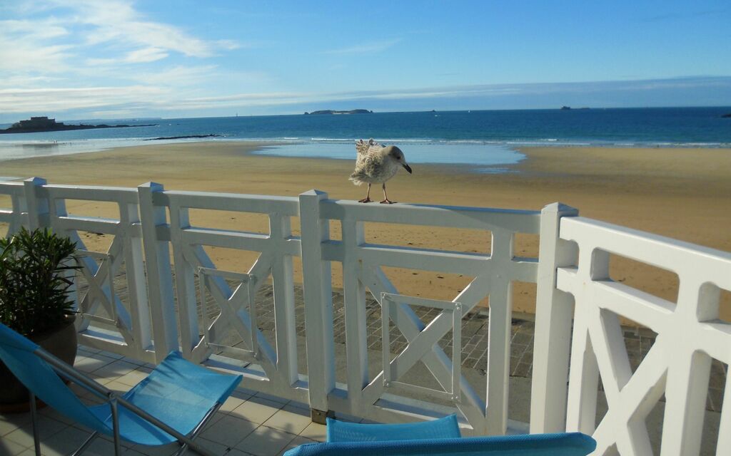Seame the seagull in St Malo, France