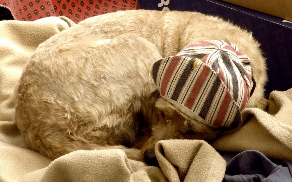 Pooped Pouch in Isle sur la Sorgue, France