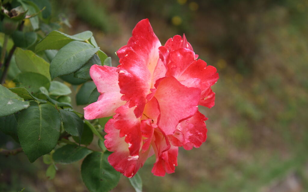 Big pink at the garden