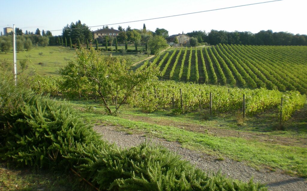 Wine and Olive Fields