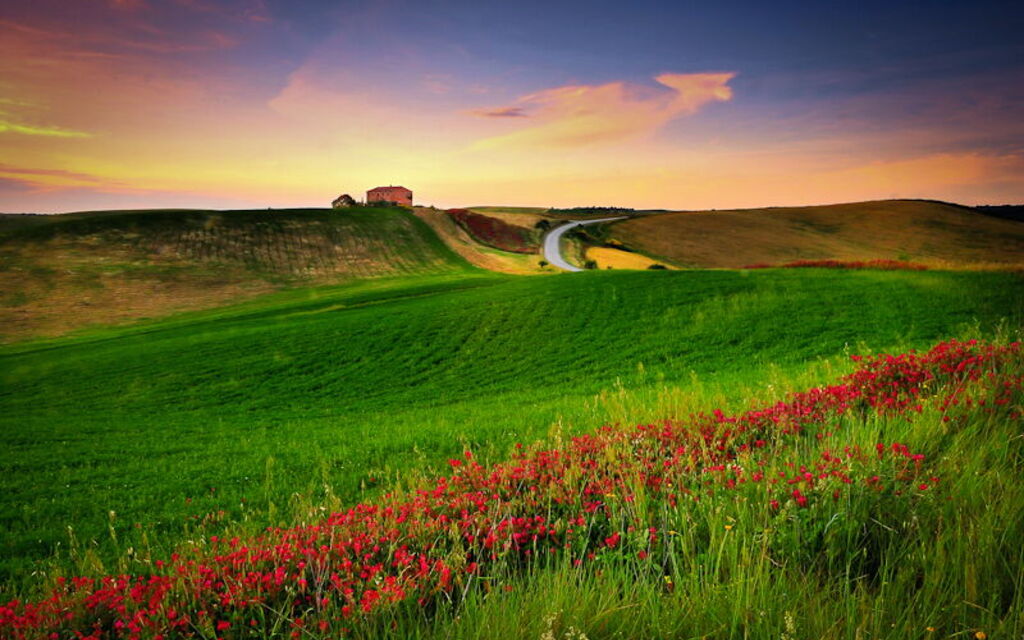 Tuscan Wild Flowers