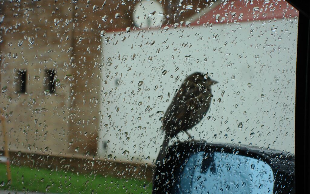 Petit compagnon de route