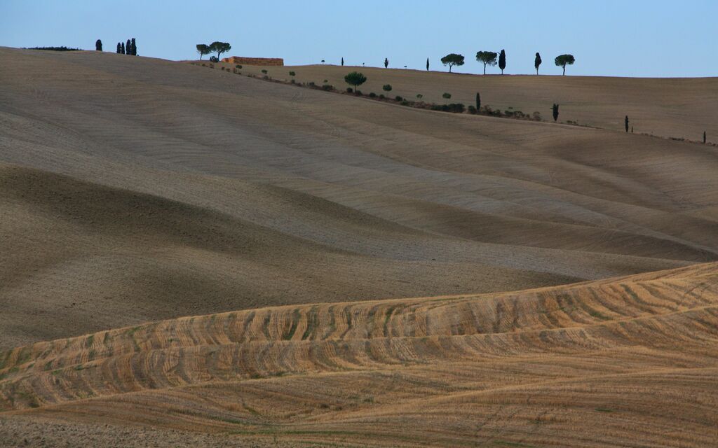 Tuscan Fields