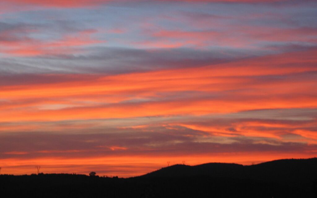 Tocane in het oranje