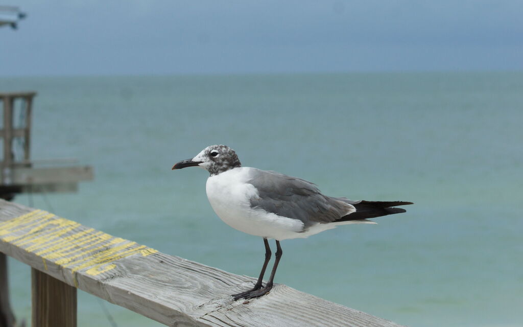 By the Sea