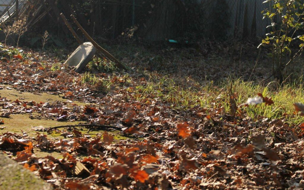 Sedia tra le foglie.