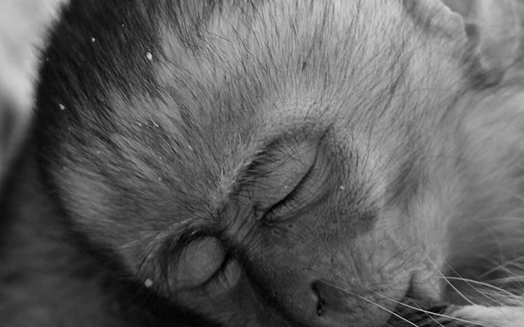 Il sonno dei giusti....