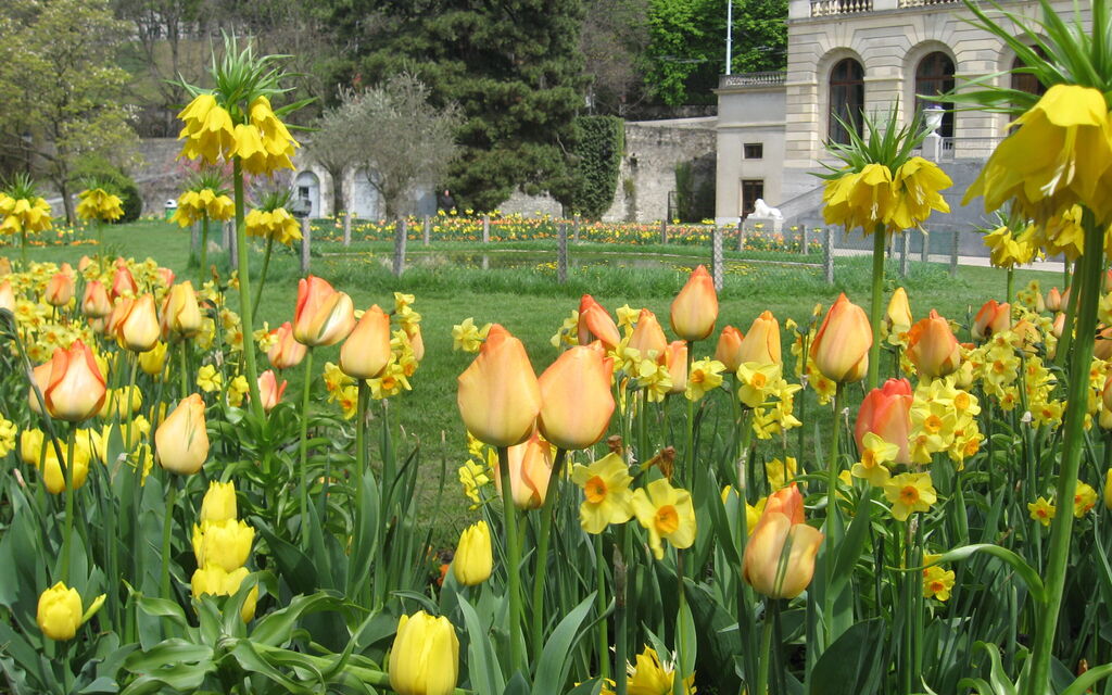 primavera a ginevra