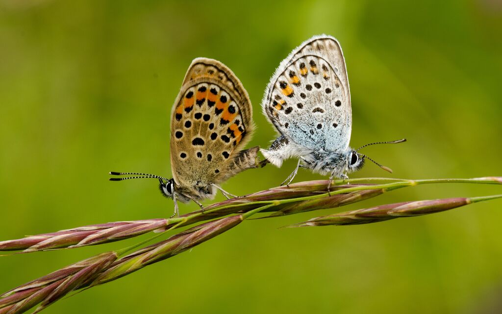 Natura d'amare