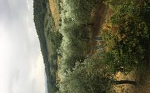 Photo submitted by guest of Montescalari