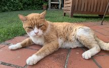 Photo submitted by guest of Villa Grazia