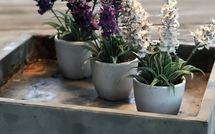 Photo submitted by guest of Villa Flora