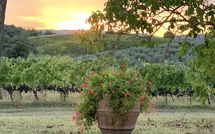 Photo submitted by guest of Vittoriana