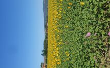 Photo submitted by guest of Borgo Casa di Lappi