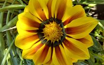 Photo submitted by guest of Selva degli Ulivi