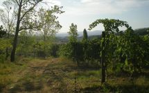 Photo submitted by guest of Montescalari