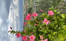 Photo submitted by guest of Villa Solaria