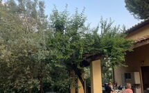 Photo submitted by guest of Poggio Cuccule