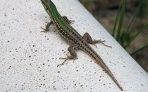 Photo submitted by guest of Casa Cervognano