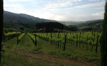 Photo submitted by guest of Montescalari