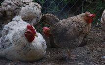 Photo submitted by guest of Casa Ivan