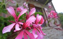 Photo submitted by guest of Casa Ivan