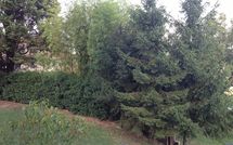 Photo submitted by guest of Civetta